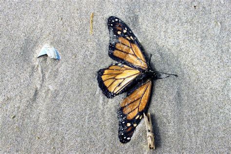  Death of Butterflies 